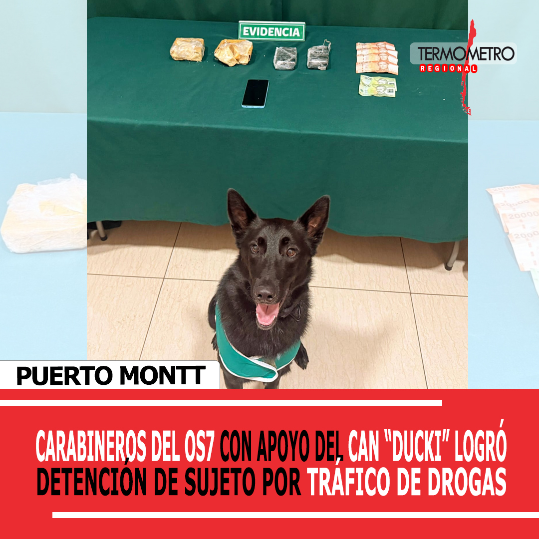Carabineros del O.S.7 Llanquihue con apoyo del can «Ducki» detiene a sujeto por tráfico de drogas en la Ruta 5 Sur